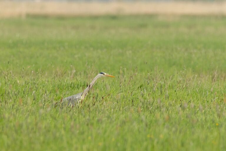 51 Blauwe reiger